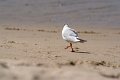 0496Baie des Trepasses